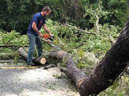 Best Tree Preservation Services  in Richfield, UT