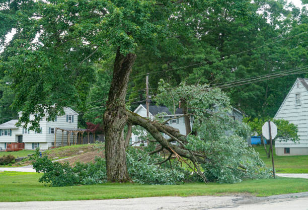 Best Tree Risk Assessment  in Richfield, UT